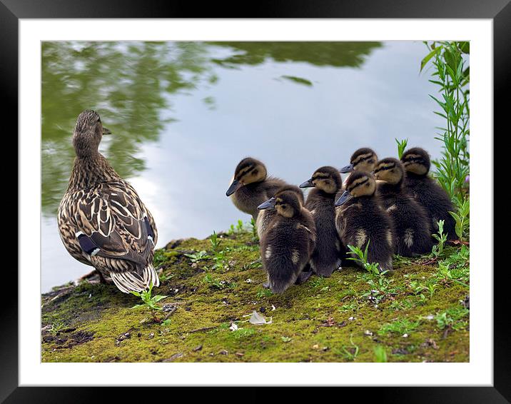 Mallard Chicks and Mother Framed Mounted Print by Victor Burnside