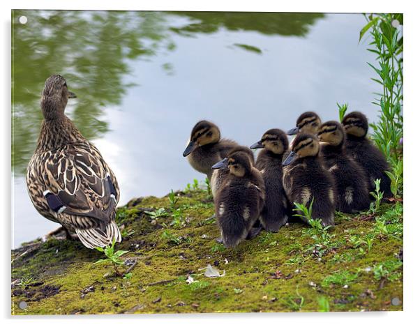 Mallard Chicks and Mother Acrylic by Victor Burnside