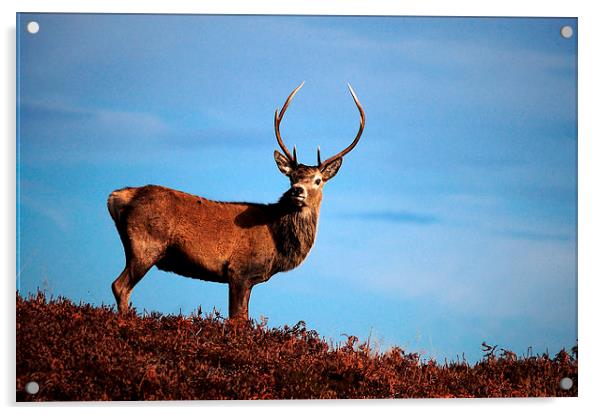 Red deer stag Acrylic by Macrae Images