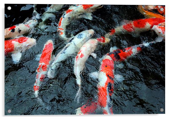 koi carp Japan Acrylic by david harding