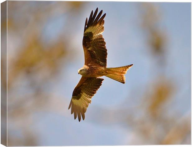 Red Kite soaring Canvas Print by Alan Sutton