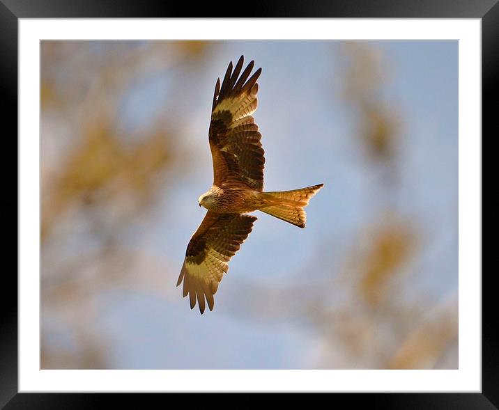 Red Kite soaring Framed Mounted Print by Alan Sutton