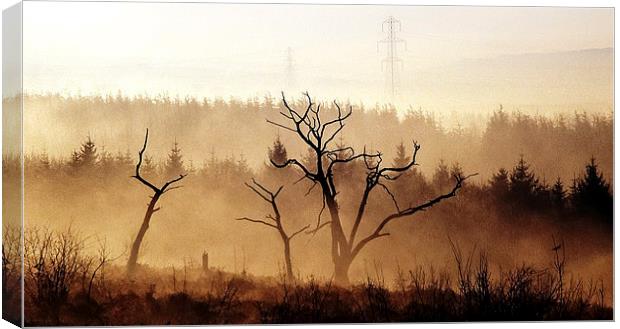 Burnt trees Canvas Print by Leighton Collins