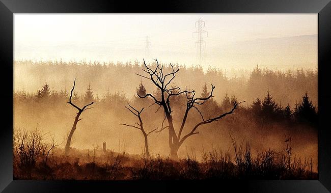 Burnt trees Framed Print by Leighton Collins