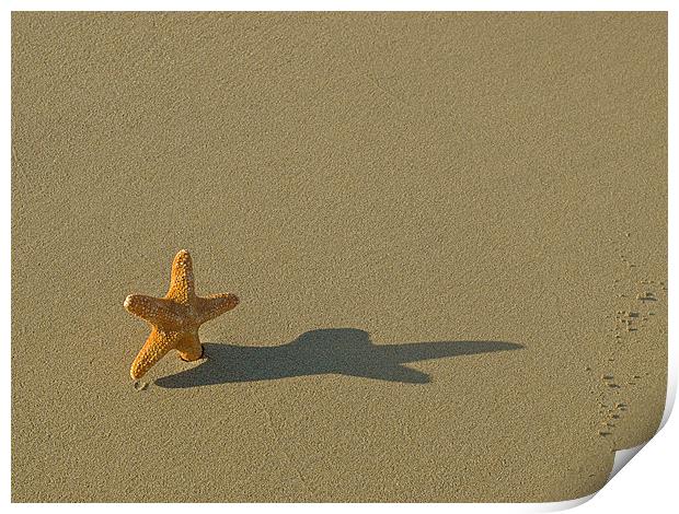 Starfish Print by Victor Burnside