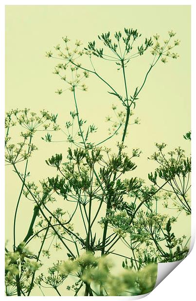 cow parsley - sage green Print by Heather Newton