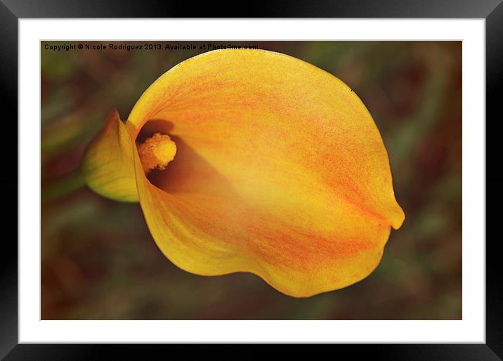 Fall Calla Lily Framed Mounted Print by Nicole Rodriguez