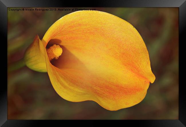 Fall Calla Lily Framed Print by Nicole Rodriguez