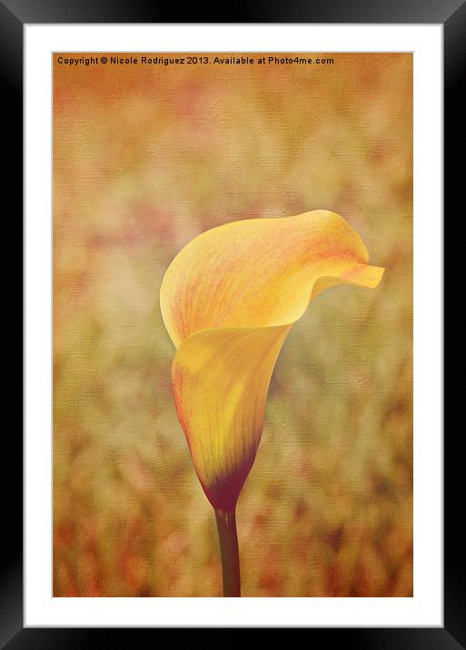 Fall Calla Lily 2 Framed Mounted Print by Nicole Rodriguez