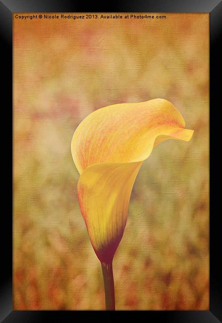 Fall Calla Lily 2 Framed Print by Nicole Rodriguez