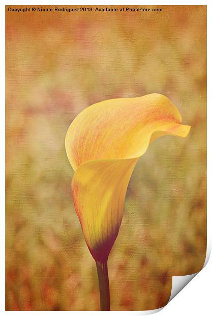 Fall Calla Lily 2 Print by Nicole Rodriguez