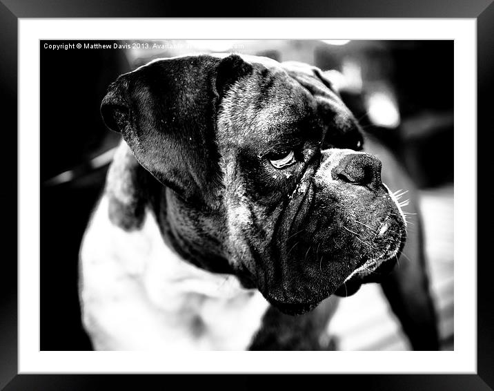 Boxer Framed Mounted Print by Matthew Davis