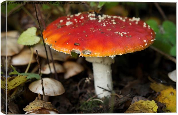 fly agaric Canvas Print by Jo Beerens