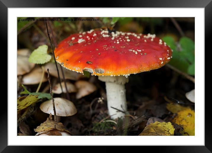 fly agaric Framed Mounted Print by Jo Beerens