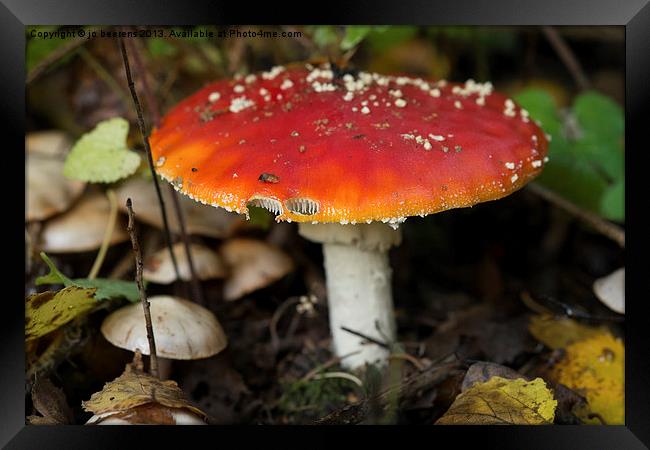 fly agaric Framed Print by Jo Beerens