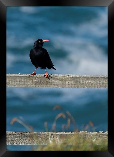 CHOUGH #2 Framed Print by Anthony R Dudley (LRPS)