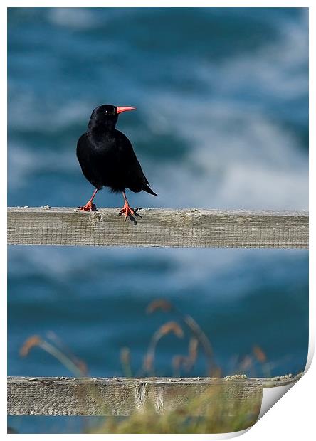 CHOUGH #2 Print by Anthony R Dudley (LRPS)