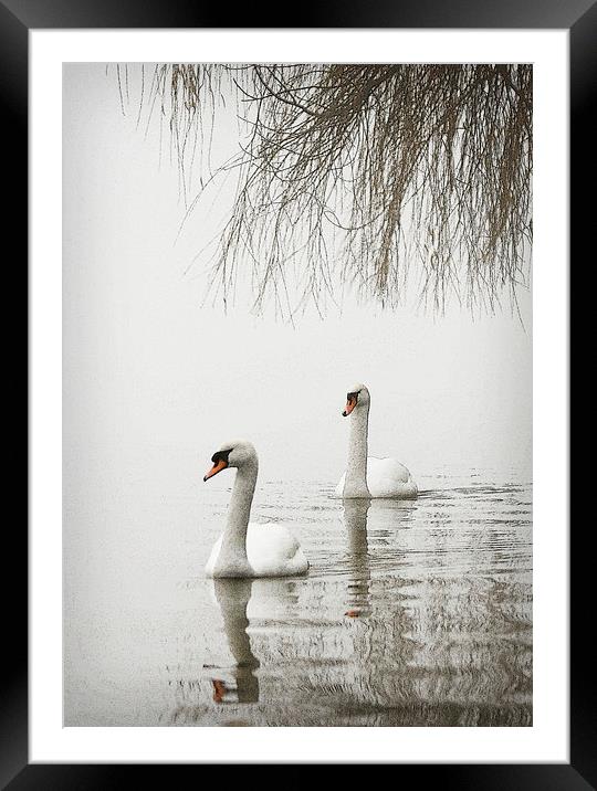 SWANS IN THE MIST #2 Framed Mounted Print by Anthony R Dudley (LRPS)
