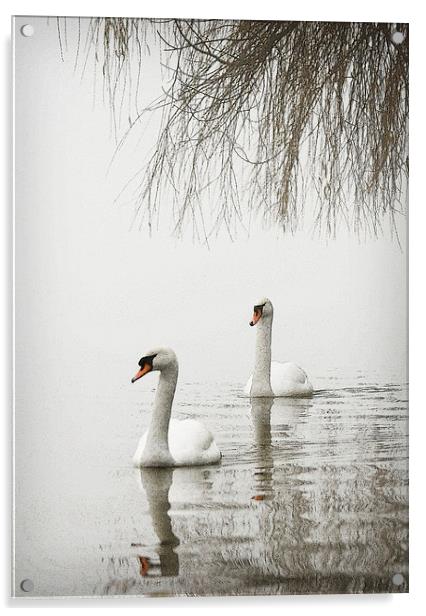 SWANS IN THE MIST #2 Acrylic by Anthony R Dudley (LRPS)