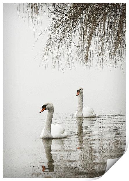 SWANS IN THE MIST #2 Print by Anthony R Dudley (LRPS)