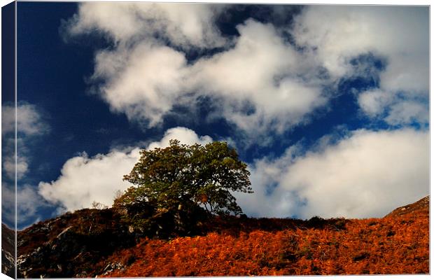 Autumn skyline Canvas Print by Macrae Images