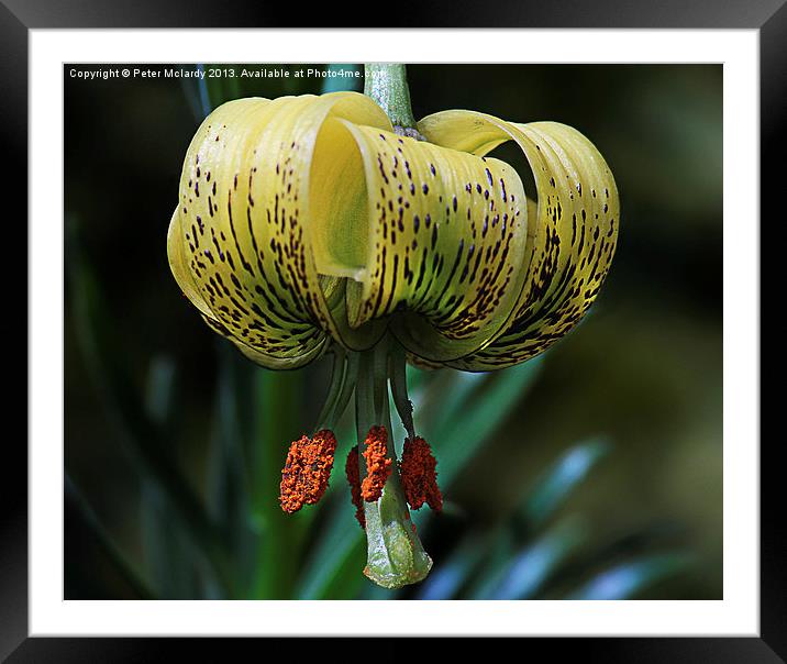 Colourful flower Framed Mounted Print by Peter Mclardy