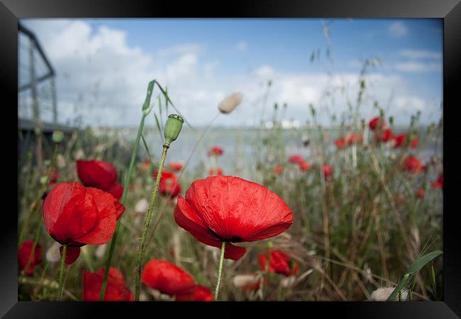 We will remember them Framed Print by Ian Jones