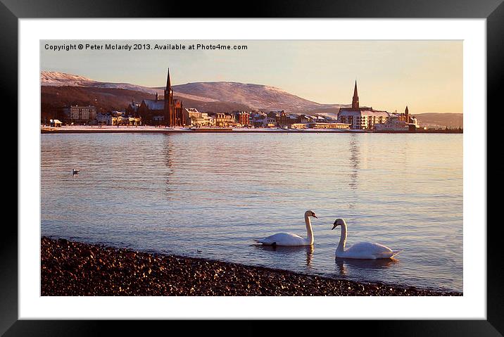 Swaning Around ! Framed Mounted Print by Peter Mclardy