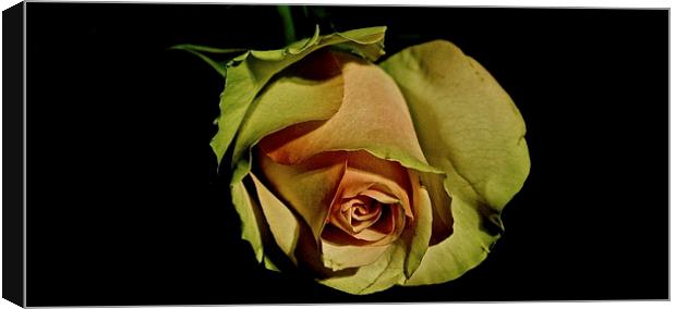 Simple Rose Canvas Print by Sue Bottomley