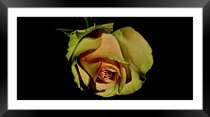 Simple Rose Framed Mounted Print by Sue Bottomley