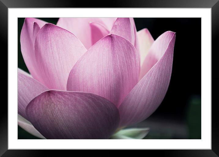 Pink Lotus Framed Mounted Print by Sofia Alves