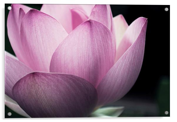 Pink Lotus Acrylic by Sofia Alves