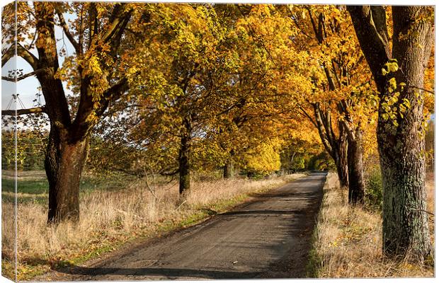 Tree tunnel over old road Canvas Print by Robert Parma