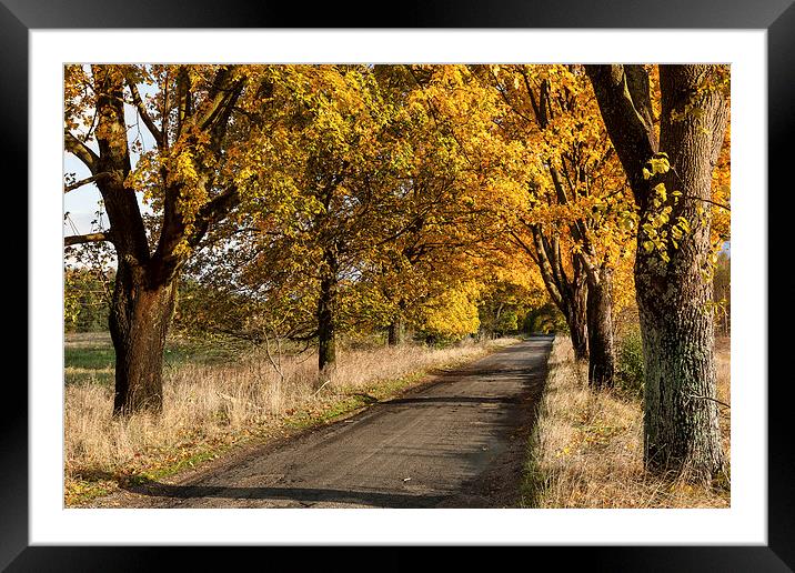 Tree tunnel over old road Framed Mounted Print by Robert Parma