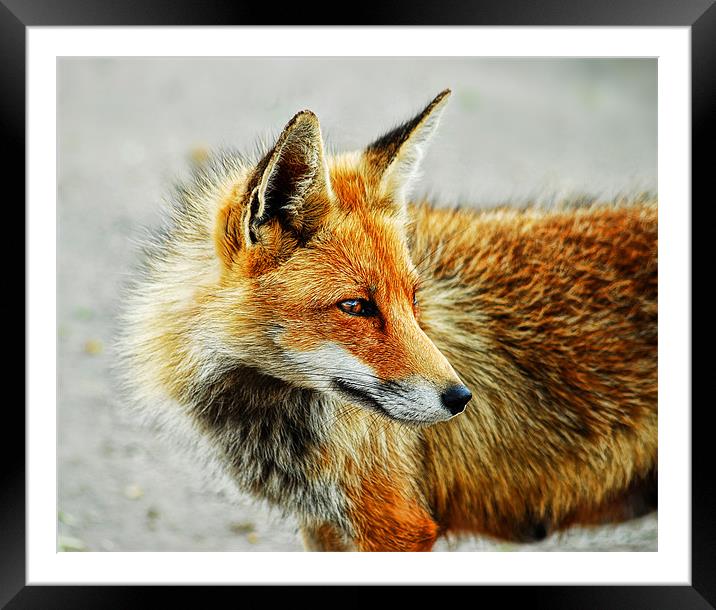 Foxy Framed Mounted Print by Fee Easton