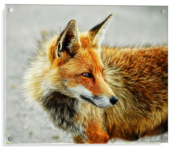 Foxy Acrylic by Fee Easton