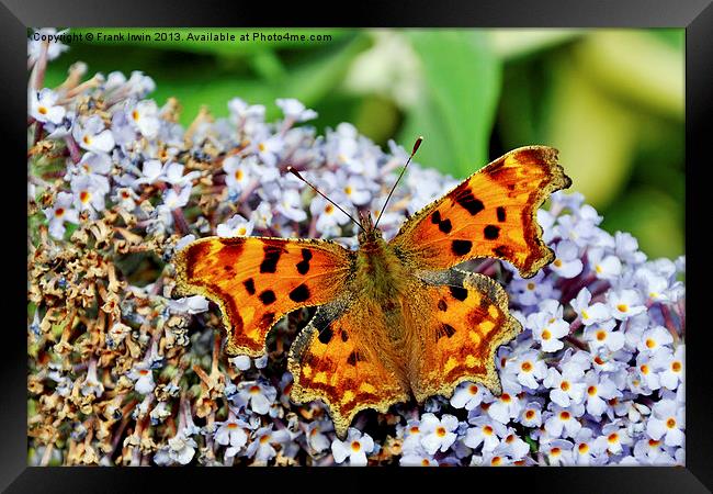The beautiful Comma Butterfly Framed Print by Frank Irwin