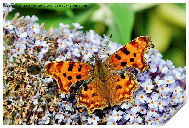 The beautiful Comma Butterfly Print by Frank Irwin