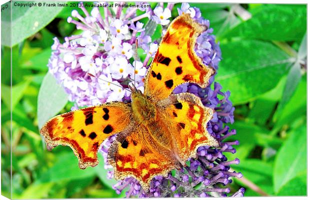 A Beautiful Comma Butterfly Canvas Print by Frank Irwin
