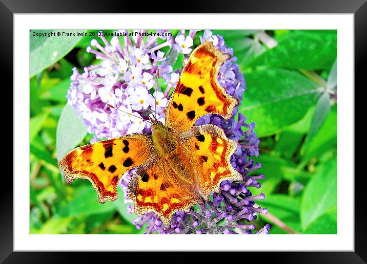 A Beautiful Comma Butterfly Framed Mounted Print by Frank Irwin