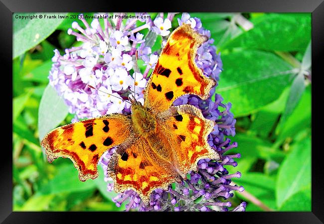 A Beautiful Comma Butterfly Framed Print by Frank Irwin