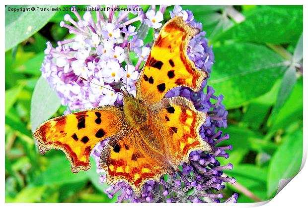 A Beautiful Comma Butterfly Print by Frank Irwin