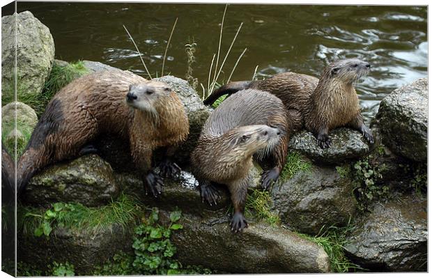 JST2619 A Trio of Otters Canvas Print by Jim Tampin