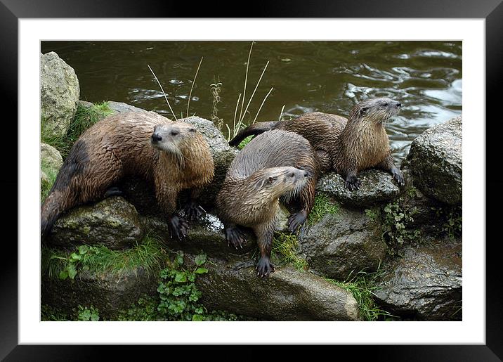 JST2619 A Trio of Otters Framed Mounted Print by Jim Tampin