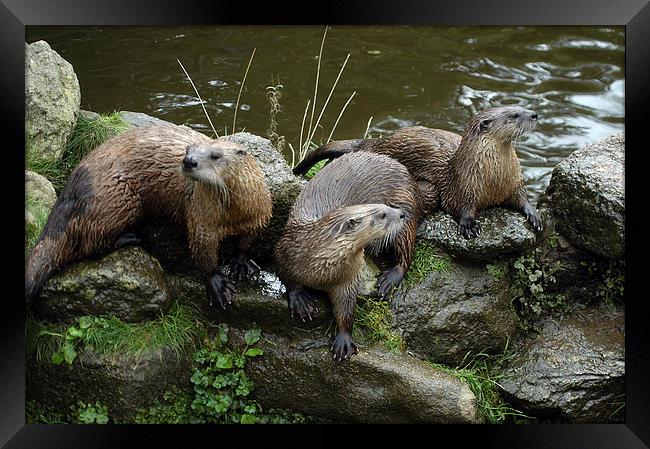 JST2619 A Trio of Otters Framed Print by Jim Tampin