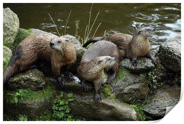 JST2619 A Trio of Otters Print by Jim Tampin