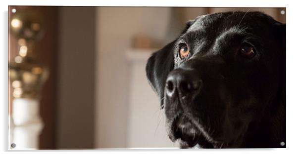 Black Labrador Potrait Acrylic by Simon Wrigglesworth