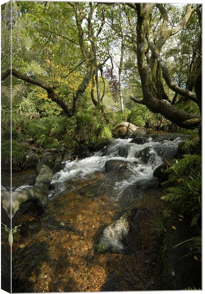 JST2622 The West Dart Canvas Print by Jim Tampin
