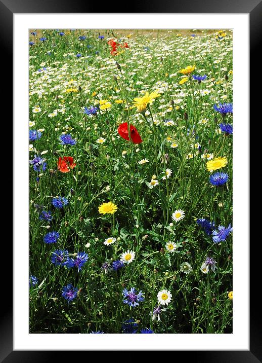 wild flowers Framed Mounted Print by eric carpenter