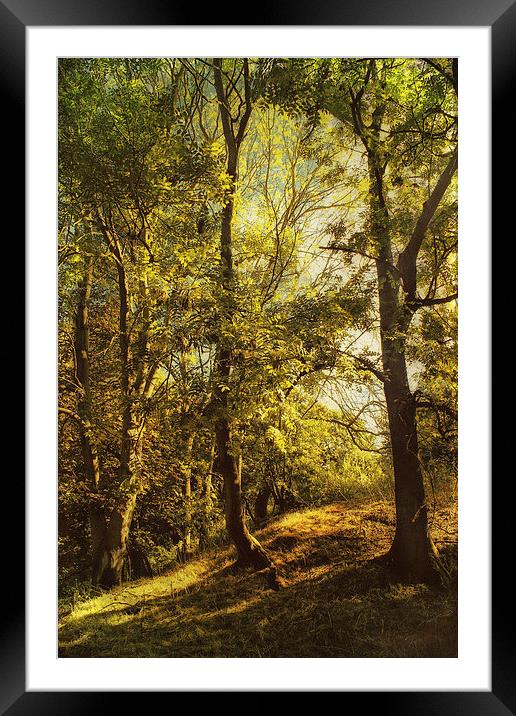 Trees and Meadow Framed Mounted Print by Julie Coe